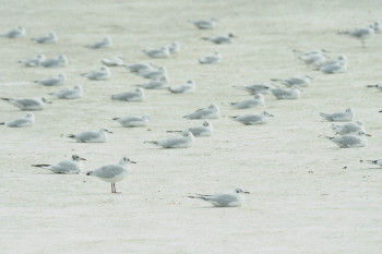 MOUETTES SUR TERRE En el sitio ARTactif