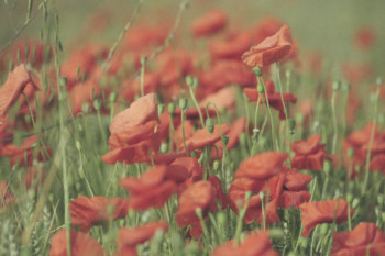 LES COQUELICOTS En el sitio ARTactif