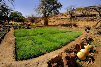 Culture des oignons pays dogon En el sitio ARTactif