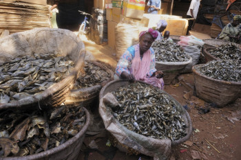 Vente du poissun à MOPTI En el sitio ARTactif