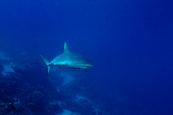 Requin de récif En el sitio ARTactif