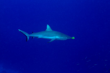 Requin de récif et son pilote En el sitio ARTactif