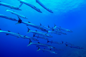 Barracudas En el sitio ARTactif