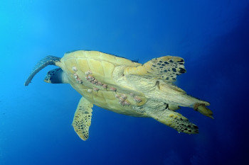 Tortue imbriquée En el sitio ARTactif