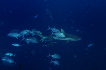 Requin de récif et carangues En el sitio ARTactif