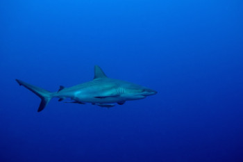 Requin gris En el sitio ARTactif