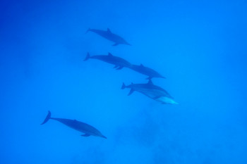 Dauphins En el sitio ARTactif