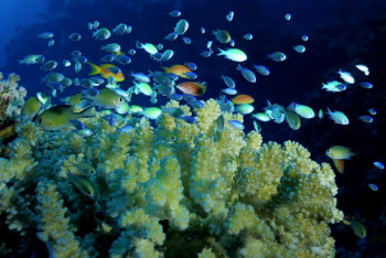 Banc de chromis En el sitio ARTactif