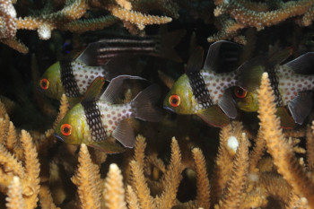 Poissons cardinaux En el sitio ARTactif