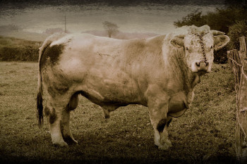 Obra contemporánea nombrada « Max, le Charolais », Hecho por JOëL CADIOU