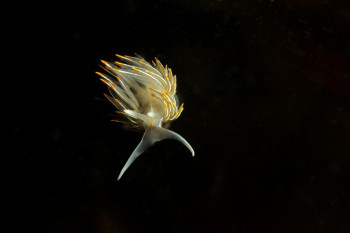 NUDIBRANCHE OPALESCENT(hermissendra crassicornis) En el sitio ARTactif