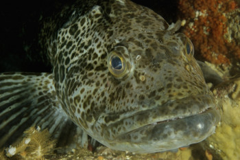 PORTRAIT D'UN LINGCOD En el sitio ARTactif