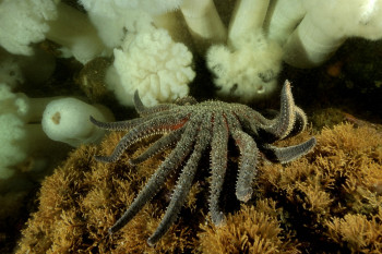 UNE ÉTOILE DE MER TOURNESOL S'APPROCHE D'UNE COLONIE D'ANÉMONES PLUMEUSES En el sitio ARTactif