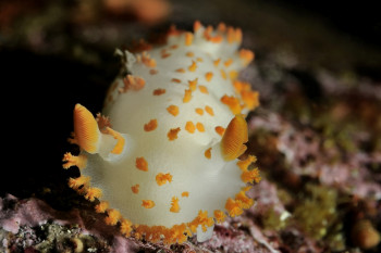 DORIDIEN CLOWN(triopha catalinae) En el sitio ARTactif