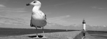 LE GOËLAND DE L'ÎLE DE GROIX En el sitio ARTactif