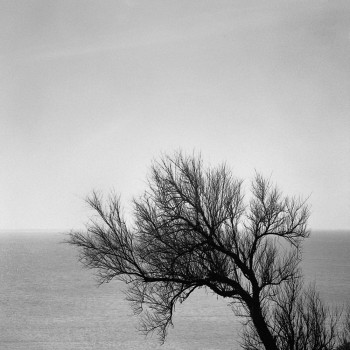 L'ARBRE ET LA MER En el sitio ARTactif