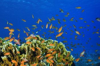 ANTHIAS ET CORAIL DE FEU En el sitio ARTactif