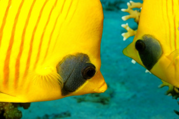 COUPLE DE POISSONS PAPILLON En el sitio ARTactif