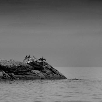 LES CORMORANS DU COB En el sitio ARTactif