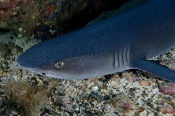 REQUIN POINTE BLANCHE 1 En el sitio ARTactif