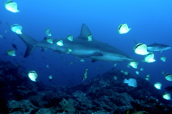 REQUIN DES GALAPAGOS 1 En el sitio ARTactif