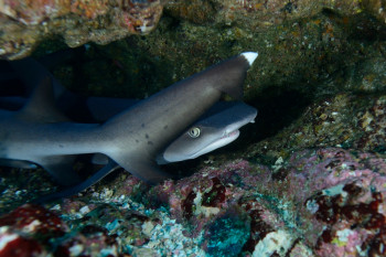 REQUIN POINTE BLANCHE 2 En el sitio ARTactif