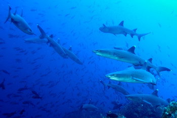 BANC DE REQUINS POINTE BLANCHE En el sitio ARTactif