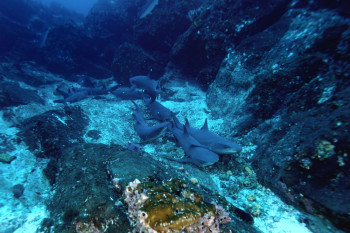 BANC DE REQUINS POINTE BLANCHE 2 En el sitio ARTactif