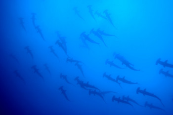 BANC DE REQUINS MARTEAU 1 En el sitio ARTactif