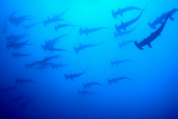 BANC DE REQUINS MARTEAU 2 En el sitio ARTactif