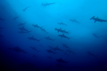 BANC DE REQUINS MARTEAU 3 En el sitio ARTactif