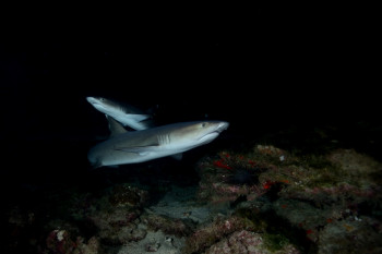 REQUIN POINTE BLANCHE 3 En el sitio ARTactif