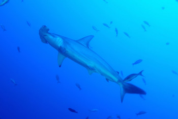 BANC DE REQUINS MARTEAU 4 En el sitio ARTactif