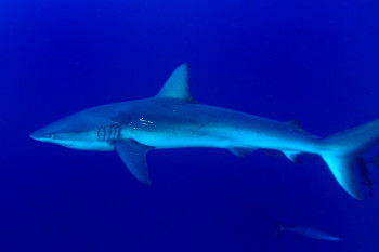 REQUIN DES GALAPAGOS 2 En el sitio ARTactif