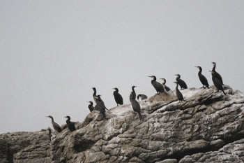 LES CORMORANS DU PILIER En el sitio ARTactif