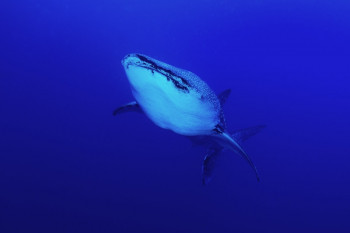 Requin baleine En el sitio ARTactif