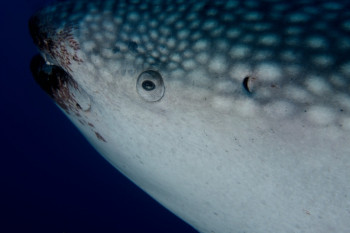 oeil du requin baleine En el sitio ARTactif