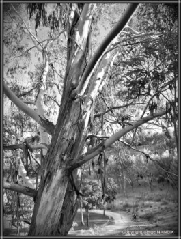 L'eucalyptus En el sitio ARTactif