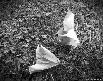 Feuilles mortes En el sitio ARTactif