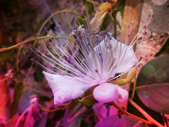 Fleur de caprier 1 En el sitio ARTactif