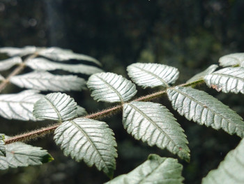 Feuilles En el sitio ARTactif