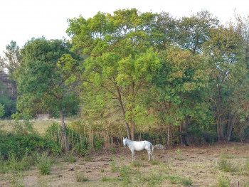 Cheval camarguais En el sitio ARTactif