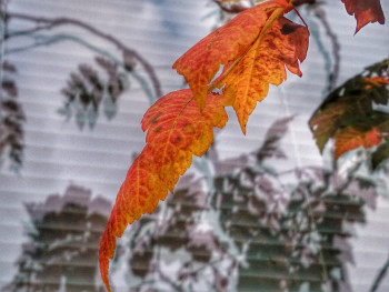 L'automne en filigrane En el sitio ARTactif