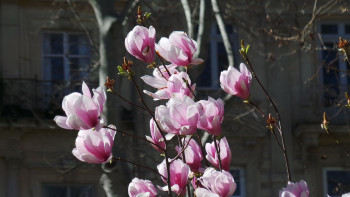 La cité des magnolias En el sitio ARTactif