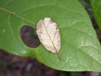 Petite feuille En el sitio ARTactif