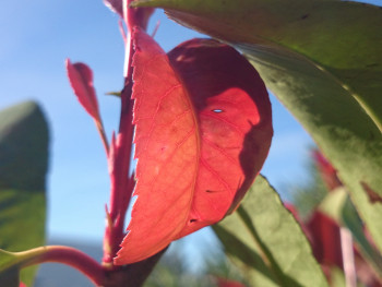 Feuilles automne En el sitio ARTactif