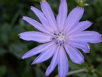 Fleur bleue En el sitio ARTactif