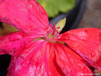 Fleur de laurier En el sitio ARTactif