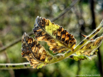 Feuilles automne 04 En el sitio ARTactif