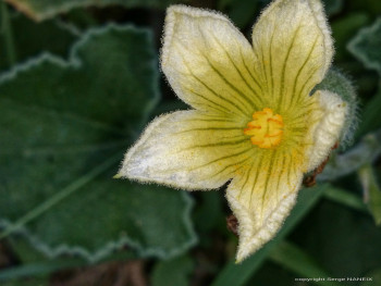 Fleur jaune En el sitio ARTactif